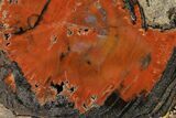 Polished Petrified Wood (Araucaria) Round - Arizona #144240-1